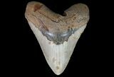 Bargain, Megalodon Tooth - North Carolina #67336-1